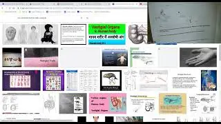 Vestigial Structures & Comparative Anatomy