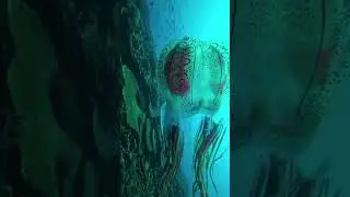 Chirodectes! Box jelly  #shorts #short #shortvideo