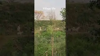 village life #jammu#jammukashmir #r.s pura #suchetgarh #borderarea