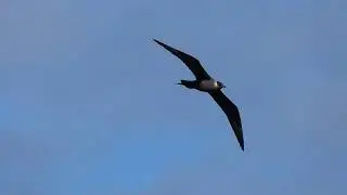 Arctic Skua bird on Island of Yell Shetland Scotland UK