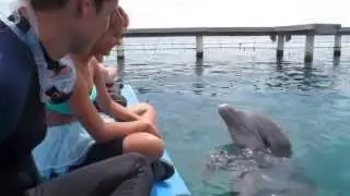 Roatan Dolphin Dive Anthony's Key Resort