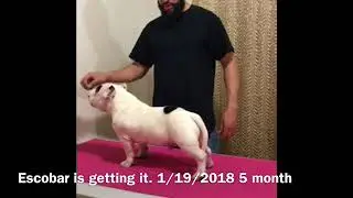 Dog training  Body posture for show ring