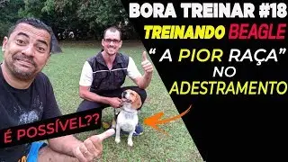 BORA TREINAR #18 - TREINANDO BEAGLE COM ALUNO