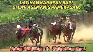 Latihan Karapan Sapi Di Lap Asemanis Pamekasan Ada Tim Kiang Santang Dan Selendang Biru. 