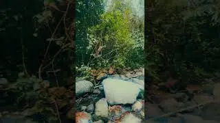 Assam wildlife exploration | Chapanala waterfalls | waterfalls in assam | trekking in assam