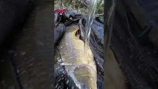 Carp Release of a Common carp. #carpfishing #carp #fishing #bigcarp