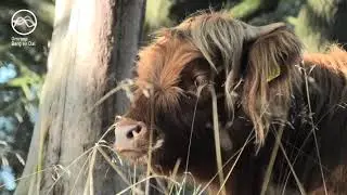 Natuurfilm over Schotse hooglanders op de Mookerschans