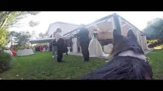 Axel pastore tedesco come paggetto d'onore al matrimonio