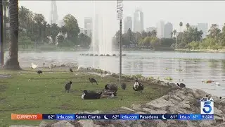 Geese overrun Echo Park Lake, prompting complaints from park visitors