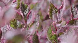 Cornus Alba Miracle: year-round colour!