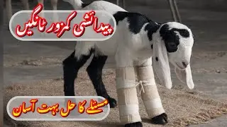 Congenital weak legs of baby goats, easy solution || بکری کے بچے کی پیدائشی کمزور ٹانگیں ،آسان حل