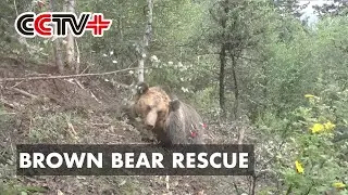 Rescuers Deploy Cunning Plan To Free Entangled Brown Bear in Southwest China
