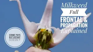 Collecting Milkweed Seeds for Illegal Planting