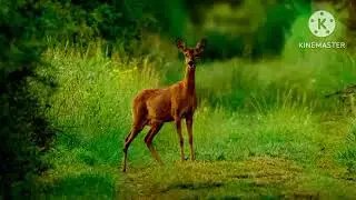 why do deer look creepy 