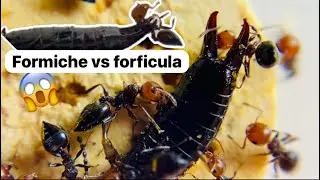 Formiche vs forficula auricularia (insetto forbice)