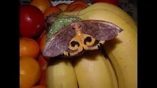 The FRUIT Piercing Moth (Eudocima tyrannus)