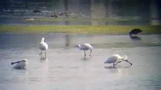 Black faced spoonbil smartphone+fieldscope scaning