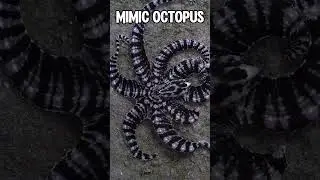 Animals that blend in with nature🐙#camouflage #nature #animals #hidden #blend #shortsfeed #fypage