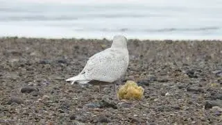 Iceland Gull