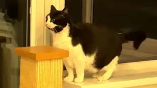 Barking Cat