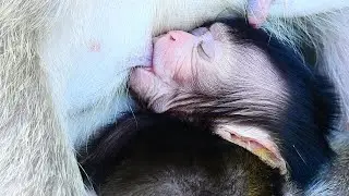 CUTE BABY FALLING DRANK MILK | VERY VERY ADORABLE MY LITTLE BABY.