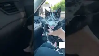 #Short #Shorts OMG Cat Baby What Happen