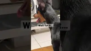 Miniature Pinscher Jumps On Doberman #dog #doberman #miniaturepinscher