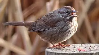 Song Sparrow Eating Seed
