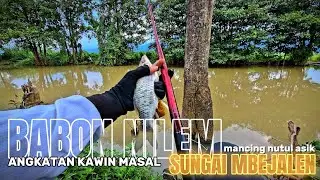 BABON BABON NILEM  MULAI MAKAN ‼️ SUNGAI MBEJALEN SEPERTINYA MULAI MUSIM KAWIN❗️