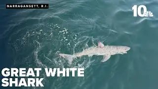 Rhode Island fishermen catch great white shark in Narragansett