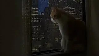 Rain Sound On Window with Lonely Cat - Heavy Rain for Sleep and Meditation - Beat Insomnia with Cat