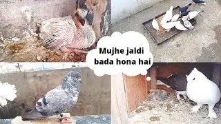 Kabootar ke 🐣baccho ko jaldi Kaise bada Kare | or mera Ek Kabootar 4 din ke bad 😃wapas aaya Ghar |