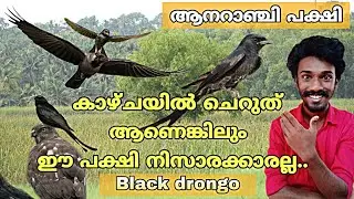 ആനറാഞ്ചി | Black drongo | Dicrurus macrocercus | King crow |കേരളത്തിലെ പക്ഷികൾ