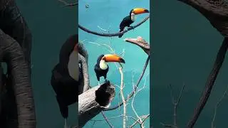 TOUCAN - Toucan Bird Sound ❤️ (2)