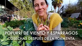 Popurrí de Viento y Espárragos! Cosechas de Invierno en nuestra Casa Huerto