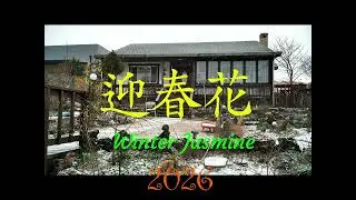迎春花 &nbsp;Winter Jasmine 2026年