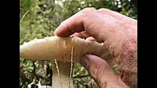 Mr.E Mushroom of Utubia is the Kool-Aid ~