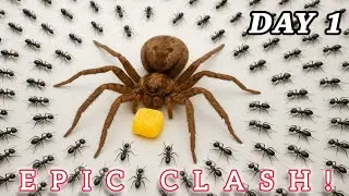 Ants vs Spider: The Epic Battle। Most Dangerous Insects In The World#004 