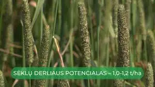 Pa&scaron;arinių motiejukų UULA sėklininkystė