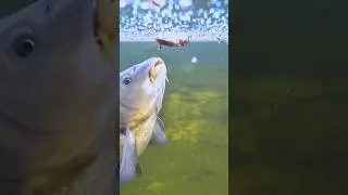 Iuu fishing | lifetime fishing license pa | mask fishing video @AdiFishman #fishing #shorts #fish