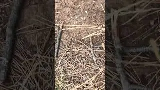 Messor trail #antantics #ants #pets