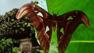 Hershey Gardens- Butterfly Atrium