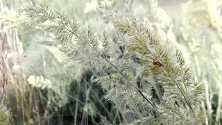 Trisetum paniceum