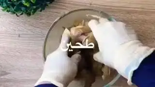 برياني دجاج الطريقة الصحيحة لتنجح في البيت