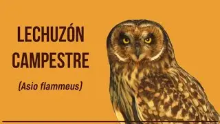Lechuz&oacute;n de campo (Asio flammeus) - Aves # 005
