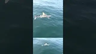 Brown Shark action! #shark