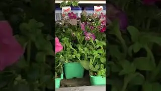 Plants at the 99 cent store  #gardeningtips #gardening