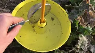 Raps-Käfer im Anflug