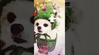 Cutest Christmas Dog Hat For You
