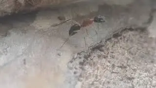 antenna cleaning